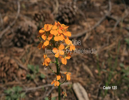 Western Wallflower